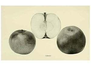 Immagine del venditore per Reproduccin/Reproduction 28588036568: The apples of New York,. Albany,J. B. Lyon Co., Printers,1905. venduto da EL BOLETIN