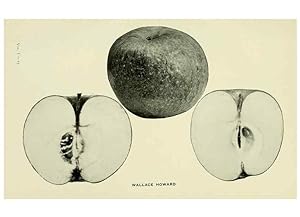 Immagine del venditore per Reproduccin/Reproduction 27590332457: The apples of New York,. Albany,J. B. Lyon Co., Printers,1905. venduto da EL BOLETIN
