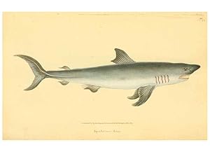 Seller image for Reproduccin/Reproduction 45830575342: The natural history of British fishes :. London :Printed for the author, and for F. and C. Rivington,1802-08. for sale by EL BOLETIN