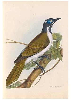 Seller image for Reproduccin/Reproduction 44677186730: A natural history of the birds of New South Wales collected, engraved, and faithfully painted after nature /. London :Printed for J.H. Bohte,1822. for sale by EL BOLETIN