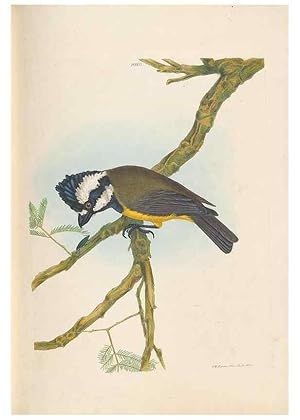 Seller image for Reproduccin/Reproduction 44677203870: A natural history of the birds of New South Wales collected, engraved, and faithfully painted after nature /. London :Printed for J.H. Bohte,1822. for sale by EL BOLETIN