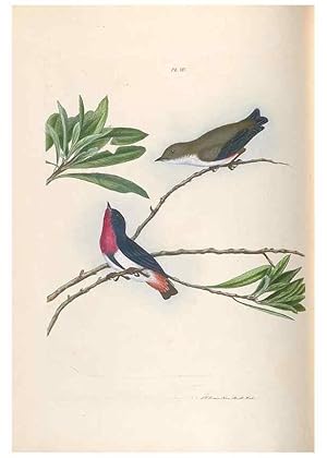 Seller image for Reproduccin/Reproduction 44677189500: A natural history of the birds of New South Wales collected, engraved, and faithfully painted after nature /. London :Printed for J.H. Bohte,1822. for sale by EL BOLETIN