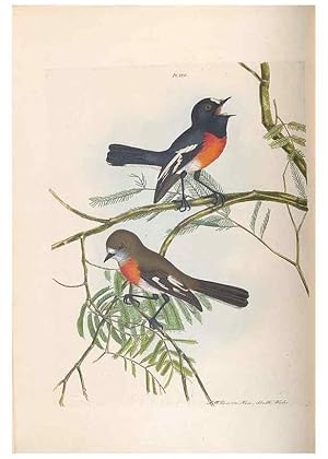 Seller image for Reproduccin/Reproduction 32621355658: A natural history of the birds of New South Wales collected, engraved, and faithfully painted after nature /. London :Printed for J.H. Bohte,1822. for sale by EL BOLETIN