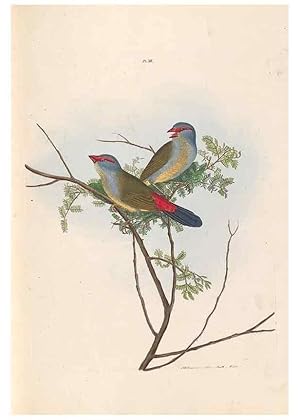 Seller image for Reproduccin/Reproduction 32621352238: A natural history of the birds of New South Wales collected, engraved, and faithfully painted after nature /. London :Printed for J.H. Bohte,1822. for sale by EL BOLETIN