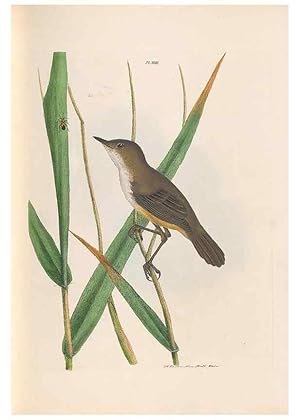 Seller image for Reproduccin/Reproduction 32621356538: A natural history of the birds of New South Wales collected, engraved, and faithfully painted after nature /. London :Printed for J.H. Bohte,1822. for sale by EL BOLETIN