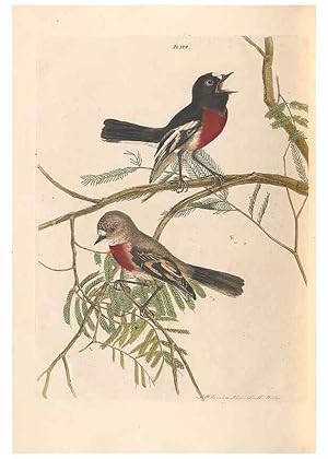 Seller image for Reproduccin/Reproduction 46494294741: A natural history of the birds of New South Wales collected, engraved, and faithfully painted after nature /. London :Printed for J.H. Bohte,1822. for sale by EL BOLETIN