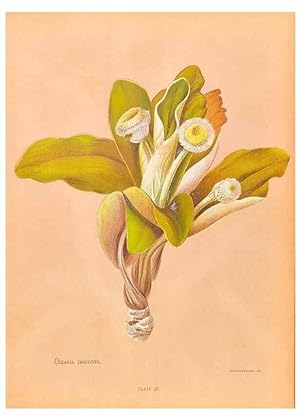 Seller image for Reproduccin/Reproduction 45152745464: The native flowers of New Zealand. London,S. Low, Marston, Searle, and Rivington,1888. for sale by EL BOLETIN