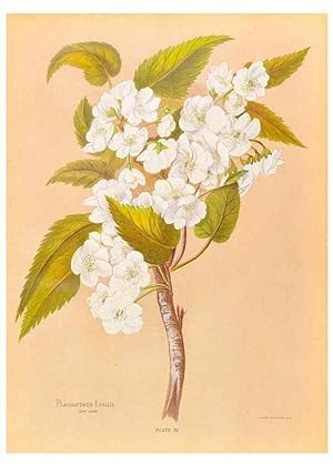 Seller image for Reproduccin/Reproduction 32005653288: The native flowers of New Zealand. London,S. Low, Marston, Searle, and Rivington,1888. for sale by EL BOLETIN