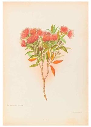 Seller image for Reproduccin/Reproduction 44963662625: The native flowers of New Zealand. London,S. Low, Marston, Searle, and Rivington,1888. for sale by EL BOLETIN