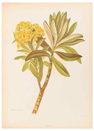 Seller image for Reproduccin/Reproduction 30937789757: The native flowers of New Zealand. London,S. Low, Marston, Searle, and Rivington,1888. for sale by EL BOLETIN