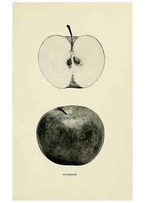 Immagine del venditore per Reproduccin/Reproduction 40652251040: The apples of New York,. Albany,J. B. Lyon Co., Printers,1905. venduto da EL BOLETIN