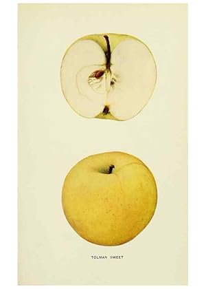 Immagine del venditore per Reproduccin/Reproduction 41737548514: The apples of New York,. Albany,J. B. Lyon Co., Printers,1905. venduto da EL BOLETIN