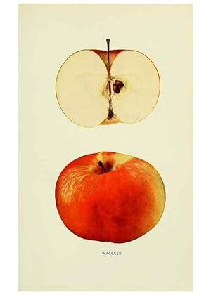 Immagine del venditore per Reproduccin/Reproduction 41558163055: The apples of New York,. Albany,J. B. Lyon Co., Printers,1905. venduto da EL BOLETIN