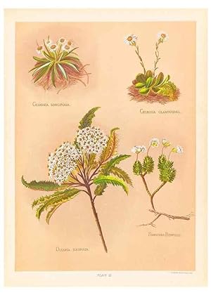 Seller image for Reproduccin/Reproduction 45876805601: The native flowers of New Zealand. London,S. Low, Marston, Searle, and Rivington,1888. for sale by EL BOLETIN