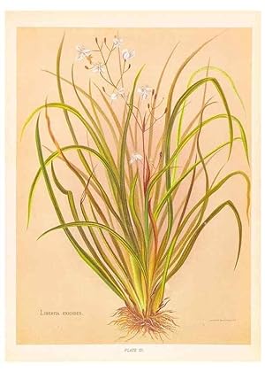 Seller image for Reproduccin/Reproduction 44963682345: The native flowers of New Zealand. London,S. Low, Marston, Searle, and Rivington,1888. for sale by EL BOLETIN