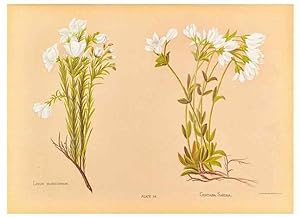 Seller image for Reproduccin/Reproduction 44060301810: The native flowers of New Zealand. London,S. Low, Marston, Searle, and Rivington,1888. for sale by EL BOLETIN