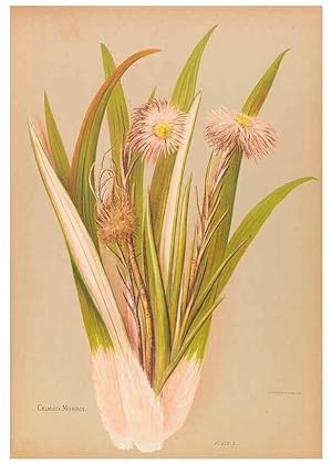 Seller image for Reproduccin/Reproduction 45827202802: The native flowers of New Zealand. London,S. Low, Marston, Searle, and Rivington,1888. for sale by EL BOLETIN