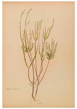 Seller image for Reproduccin/Reproduction 32005621618: The native flowers of New Zealand. London,S. Low, Marston, Searle, and Rivington,1888. for sale by EL BOLETIN
