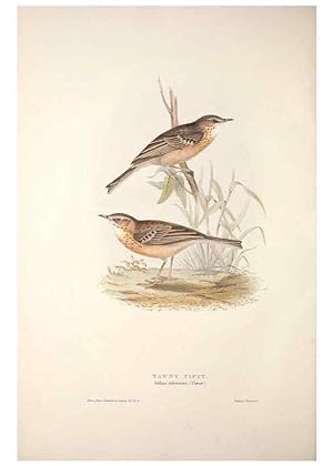 Bild des Verkufers fr Reproduccin/Reproduction 31835856417: The birds of Europe. London,Printed by R. and J.E. Taylor, pub. by the author,1837. zum Verkauf von EL BOLETIN