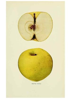Immagine del venditore per Reproduccin/Reproduction 41558179825: The apples of New York,. Albany,J. B. Lyon Co., Printers,1905. venduto da EL BOLETIN