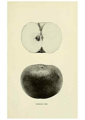 Immagine del venditore per Reproduccin/Reproduction 28588039798: The apples of New York,. Albany,J. B. Lyon Co., Printers,1905. venduto da EL BOLETIN