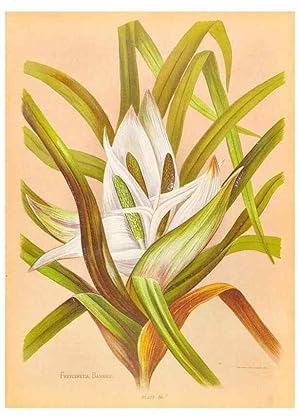 Seller image for Reproduccin/Reproduction 45827235272: The native flowers of New Zealand. London,S. Low, Marston, Searle, and Rivington,1888. for sale by EL BOLETIN