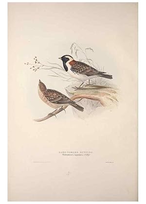 Bild des Verkufers fr Reproduccin/Reproduction 46725016492: The birds of Europe. London,Printed by R. and J.E. Taylor, pub. by the author,1837. zum Verkauf von EL BOLETIN