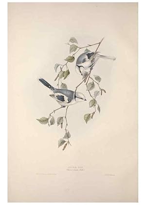 Bild des Verkufers fr Reproduccin/Reproduction 46777760801: The birds of Europe. London,Printed by R. and J.E. Taylor, pub. by the author,1837. zum Verkauf von EL BOLETIN