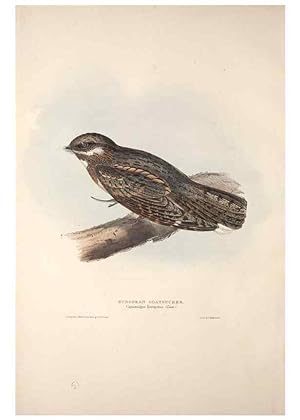 Bild des Verkufers fr Reproduccin/Reproduction 46777538561: The birds of Europe. London,Printed by R. and J.E. Taylor, pub. by the author,1837. zum Verkauf von EL BOLETIN