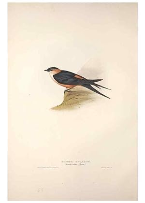 Bild des Verkufers fr Reproduccin/Reproduction 32901798918: The birds of Europe. London,Printed by R. and J.E. Taylor, pub. by the author,1837. zum Verkauf von EL BOLETIN