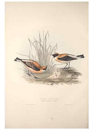 Bild des Verkufers fr Reproduccin/Reproduction 32901858868: The birds of Europe. London,Printed by R. and J.E. Taylor, pub. by the author,1837. zum Verkauf von EL BOLETIN