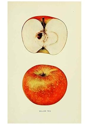 Immagine del venditore per Reproduccin/Reproduction 41737577524: The apples of New York,. Albany,J. B. Lyon Co., Printers,1905. venduto da EL BOLETIN