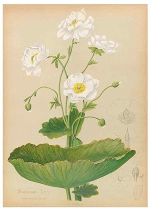 Seller image for Reproduccin/Reproduction 44963667645: The native flowers of New Zealand. London,S. Low, Marston, Searle, and Rivington,1888. for sale by EL BOLETIN