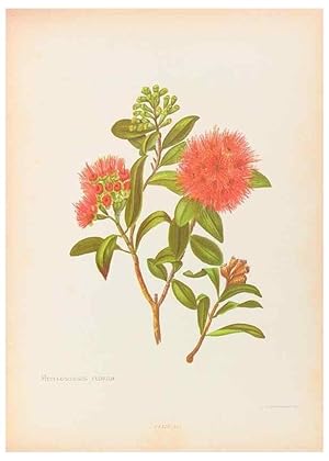 Seller image for Reproduccin/Reproduction 44963673555: The native flowers of New Zealand. London,S. Low, Marston, Searle, and Rivington,1888. for sale by EL BOLETIN
