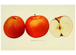 Immagine del venditore per Reproduccin/Reproduction 27590338637: The apples of New York,. Albany,J. B. Lyon Co., Printers,1905. venduto da EL BOLETIN