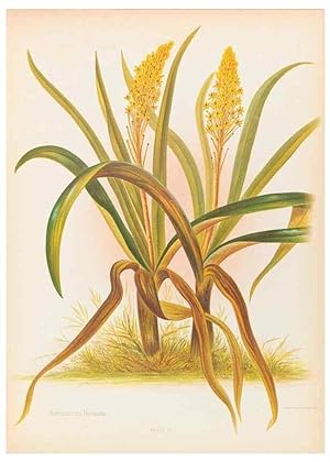 Seller image for Reproduccin/Reproduction 45152729074: The native flowers of New Zealand. London,S. Low, Marston, Searle, and Rivington,1888. for sale by EL BOLETIN