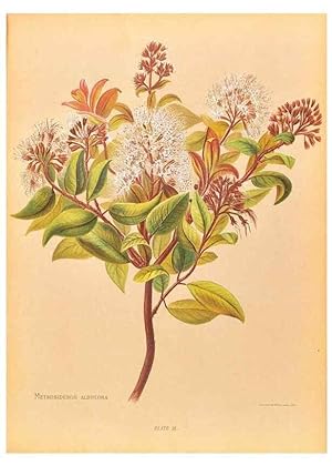Seller image for Reproduccin/Reproduction 45876799831: The native flowers of New Zealand. London,S. Low, Marston, Searle, and Rivington,1888. for sale by EL BOLETIN