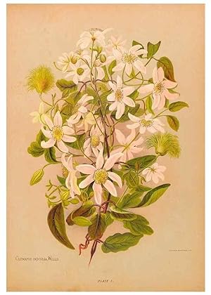 Seller image for Reproduccin/Reproduction 44060279790: The native flowers of New Zealand. London,S. Low, Marston, Searle, and Rivington,1888. for sale by EL BOLETIN