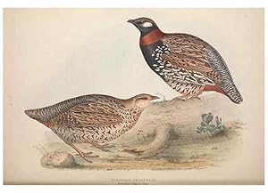 Bild des Verkufers fr Reproduccin/Reproduction 39813028163: The birds of Europe. London,Printed by R. and J.E. Taylor, pub. by the author,1837. zum Verkauf von EL BOLETIN