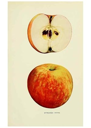 Immagine del venditore per Reproduccin/Reproduction 41737532284: The apples of New York,. Albany,J. B. Lyon Co., Printers,1905. venduto da EL BOLETIN
