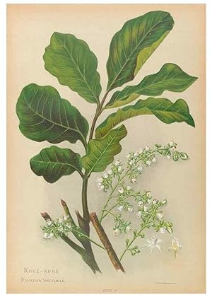 Seller image for Reproduccin/Reproduction 32005627308: The native flowers of New Zealand. London,S. Low, Marston, Searle, and Rivington,1888. for sale by EL BOLETIN