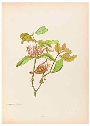 Seller image for Reproduccin/Reproduction 44963668525: The native flowers of New Zealand. London,S. Low, Marston, Searle, and Rivington,1888. for sale by EL BOLETIN