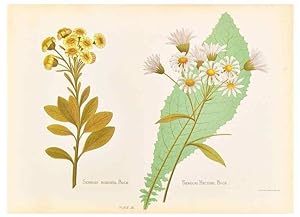 Seller image for Reproduccin/Reproduction 45876803551: The native flowers of New Zealand. London,S. Low, Marston, Searle, and Rivington,1888. for sale by EL BOLETIN