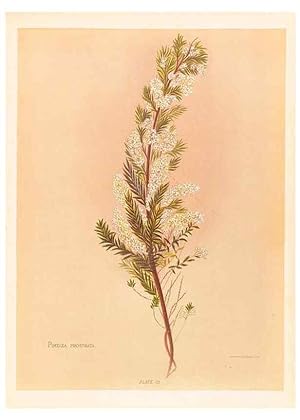 Seller image for Reproduccin/Reproduction 44060299130: The native flowers of New Zealand. London,S. Low, Marston, Searle, and Rivington,1888. for sale by EL BOLETIN