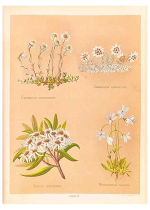 Seller image for Reproduccin/Reproduction 45876818131: The native flowers of New Zealand. London,S. Low, Marston, Searle, and Rivington,1888. for sale by EL BOLETIN