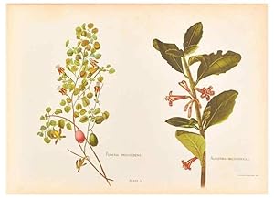 Seller image for Reproduccin/Reproduction 45827217352: The native flowers of New Zealand. London,S. Low, Marston, Searle, and Rivington,1888. for sale by EL BOLETIN