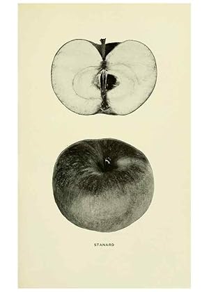 Immagine del venditore per Reproduccin/Reproduction 27590299307: The apples of New York,. Albany,J. B. Lyon Co., Printers,1905. venduto da EL BOLETIN