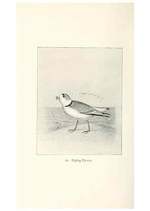 Bild des Verkufers fr Reproduccin/Reproduction 41307822332: North American shore birds;. New York :F.P. Harper,1895. zum Verkauf von EL BOLETIN