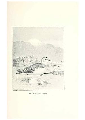 Image du vendeur pour Reproduccin/Reproduction 40455322825: North American shore birds;. New York :F.P. Harper,1895. mis en vente par EL BOLETIN