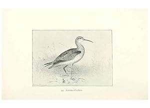 Bild des Verkufers fr Reproduccin/Reproduction 27479190908: North American shore birds;. New York :F.P. Harper,1895. zum Verkauf von EL BOLETIN